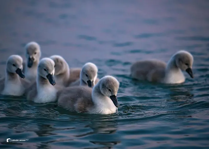 Hotel Balatonfoi Yacht Club